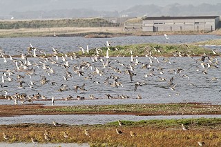 Golden plover